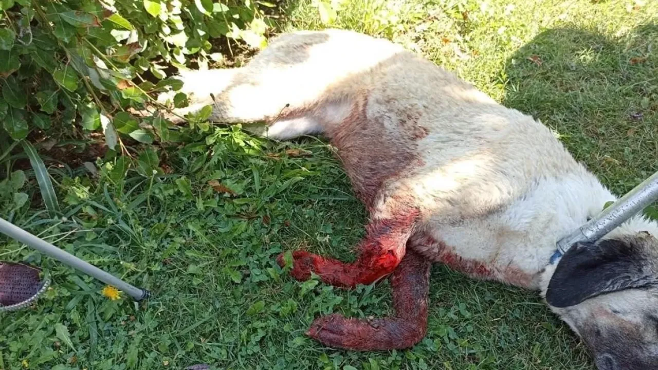 Eskişehir'de Sarsıcı Görüntü! Tüfekle Vurulduğu Konuşuluyor!