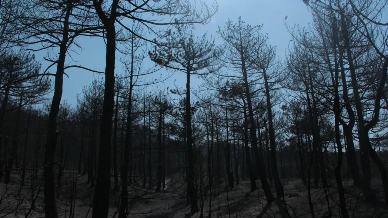 Eskişehir’de Çıkan Orman Yangını Kontrol Altına Alındı