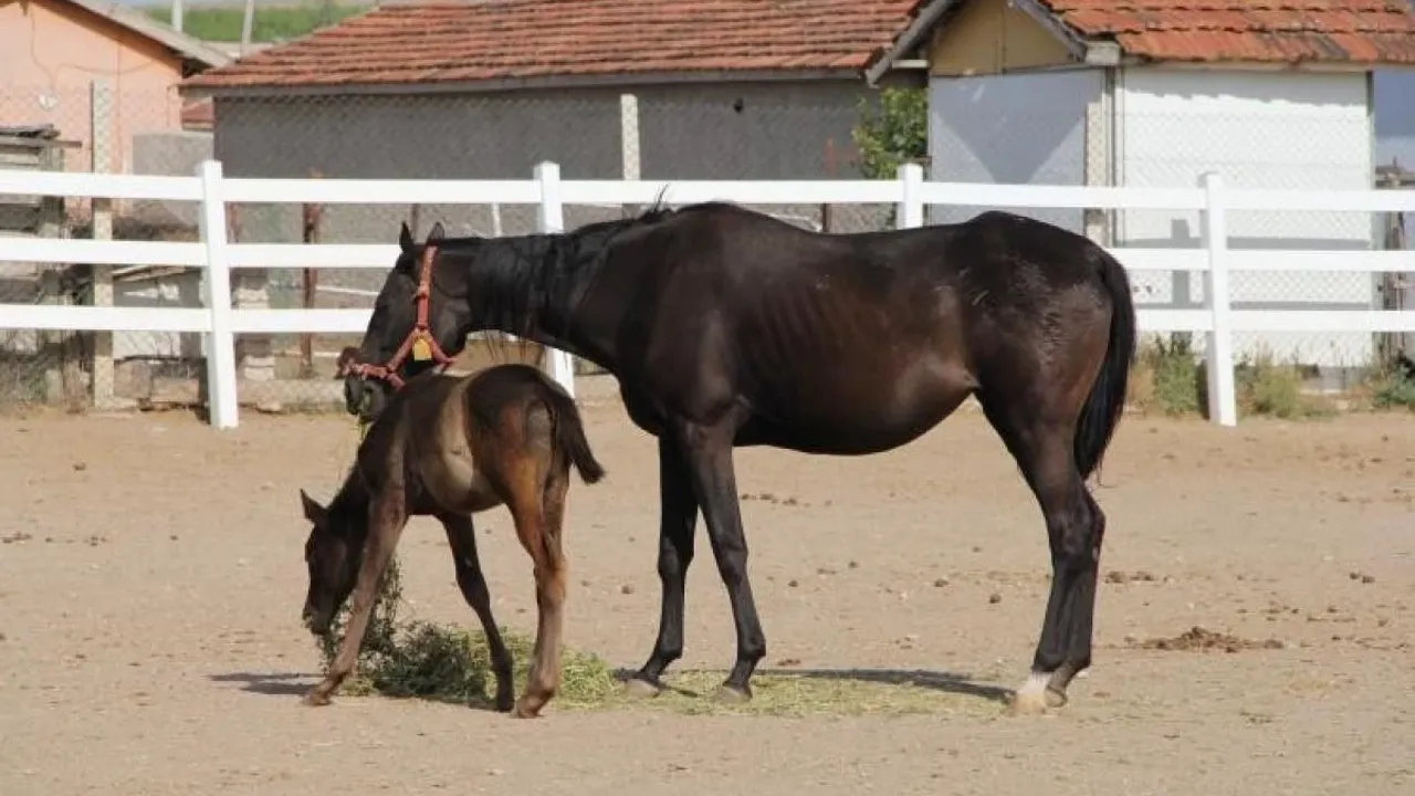 Eskişehir Mahmudiye'deki Yarış Atı Yetiştirme İstasyonu