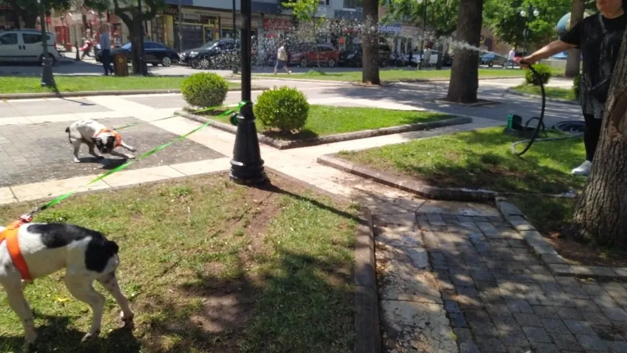 Eskişehir'de Çim Sulama Hortumuyla Serinleyen Köpekler