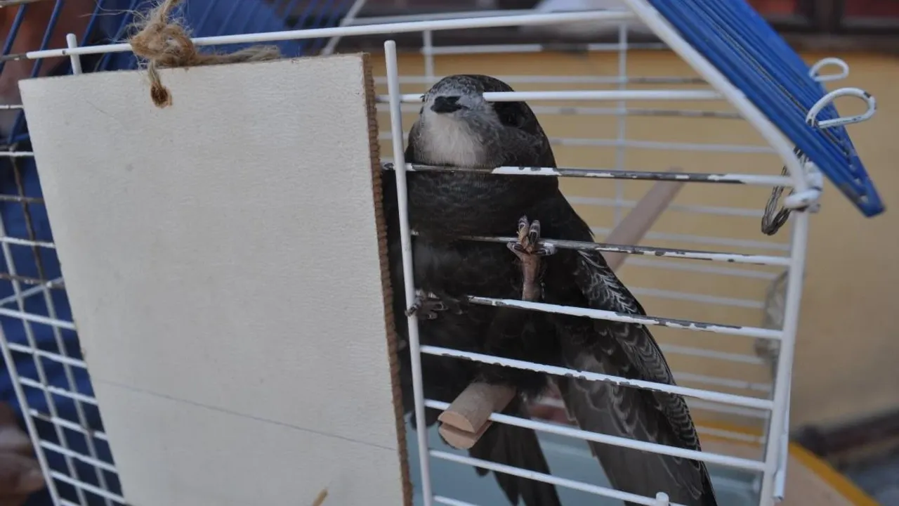 Eskişehir'de Esnafın Yardım Ettiği Yaralı Ebabil Kuşu