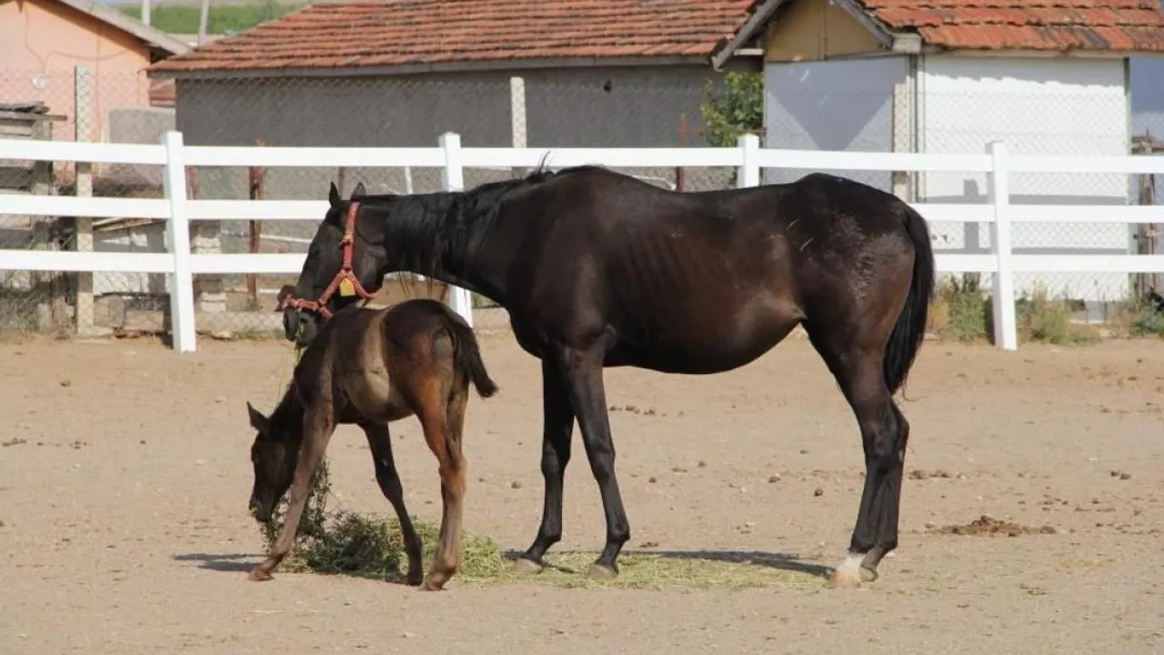 Eskişehir'de Çürüyen Milyonluk Yatırım
