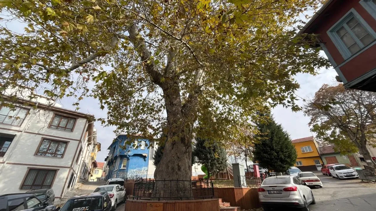 Odunpazarı'nda 159 Yıllık Doğal Miras