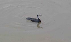 Porsuk Çayı’nda Karabatak Kuşu Av Peşinde Görüntülendi
