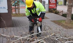 Hamamyolu’nda estetik ve güvenlik için budama
