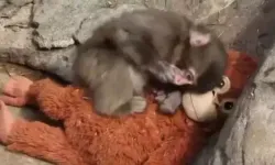 Punch maymun kim, nerede? Punch maymun olayı nedir?