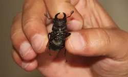 Geyik Böceği Neden Pahalı?