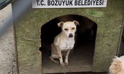 Bozüyük Hayvan Barınağı Skandalı: Açlık ve İhmal