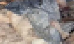 Bozüyük Hayvan Barınağı Skandalında Yeni Gelişme