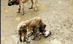 Bozüyük Hayvan Barınağında ‘’Zulüm’’