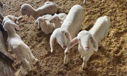 Bu Sene Kurbanlıklar Zamlandı! İşte Detaylar