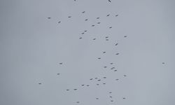 Eskişehir'de Leylekler Havada Görsel Şölen Oluşturdu