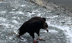 Eskişehir’de Yaralı Kuşlar Sağlıklarına Kavuşup Doğaya Döndü