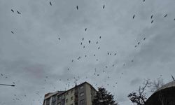 Leylek Göçü Başladı: Eskişehir’de Kartpostallık Görüntü