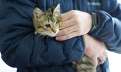 Tepebaşı Doğal Yaşam Merkezi Can Dostlara Umut Oldu