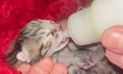 Araçta Sıkışan Yavru Kediyi Tamirhanedeki Çırak Sahiplendi