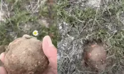 Toprağın Altından Servet Çıktı! Eskişehir’de Kilosu 2 Bin TL’yi Buldu