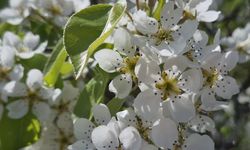 Eskişehir’de Çiçek Açan Armut Ağacı Büyüledi