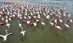 Eber Gölü’nde Flamingolar Görsel Şölen Sundu