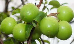 Erik çıktı mı, 2026 erik kaç TL? Erik ne zaman çıkar?