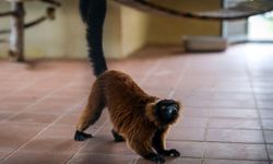 Eskişehir Hayvanat Bahçesi’ne 30 Yeni Tür Geldi