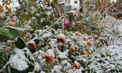 Eskişehir ve Türkiye’nin Bazı Bölgelerinde Zirai Don Uyarısı