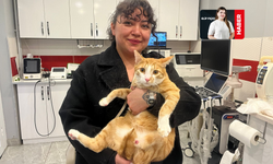 Eskişehir’de İlk: Kedi Bodhi Bu Tedaviyle Yürüyecek!