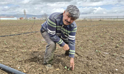Eskişehir'de İlk Hasat İçin Geri Sayım Başladı