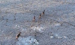 Eskişehir’de Kar Manzarasına Geyikler Eşlik Etti