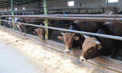 Eskişehir'de Kurbanlıklar Bitiyor, Fiyatlar Yükselebilir