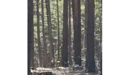 Eskişehir’de Ormanda Geyik Sürüsü