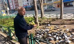Eskişehirli Esnaftan Güvercinlere Şefkat Eli