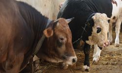 Eskişehirliler Dikkat: Kurbanlık Alırken Bu Hataları Yapmayın