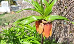 Eskişehir’de Ters Laleler Göz Gibi Korunuyor