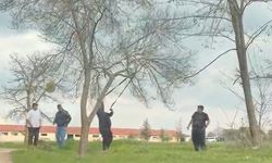 Mangal İçin Ağacın Dalını Kırmaya Çalıştılar