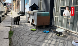 Pastanede Satılan Kitap Sokak Hayvanlarına Destek Oldu