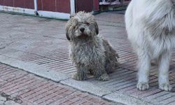 Beyaz Süs Köpeğinin Sanayideki Son Hali Görenleri Şaşırttı
