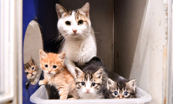 Tepebaşı’nda Can Dostlar İçin Yuva Seferberliği