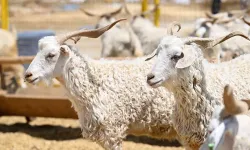 Vekaletle Kurban Kesim Bedelleri 2026 Açıklandı