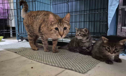 Yardım İsteyen Kedi Kliniğe Sığındı