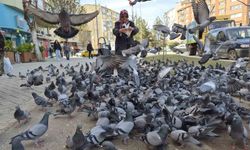 Kuş Sevgisi Sokağı Sardı, Ortaya Güzel Görüntüler Çıktı