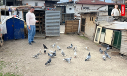 Güvercin Tutkusu Kupaya Dönüştü: Bakım, Emek ve Sabır