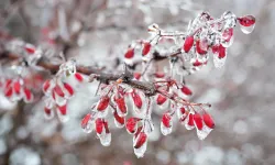 Eskişehir Zirai Don Uyarısı: Soğuk Hava Etkili Olacak