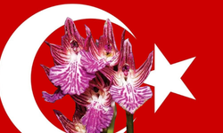 Anadolu’nun Yerli Salep Türleri Resmen Tescillendi