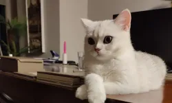 Kediler Nerde? Kurban Bayramında Kediler Neden Kaybolur, Nereye Gider?