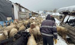 Eskişehir’de Besici Çiftin Mayıs Karıyla Mücadelesi