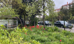 Eskişehir’de Lale Manzarası Şöleni
