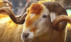 Bayramın 3. ve 4. günü kurban kesilir mi? Kurban kesimi ne zaman biter?