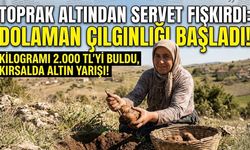 Eskişehir Kırsalında Dolaman Mantarı Alarmı!