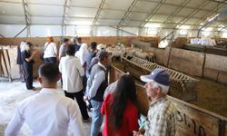 Alpu’da Damızlık Koç Desteği Üreticiyle Buluştu